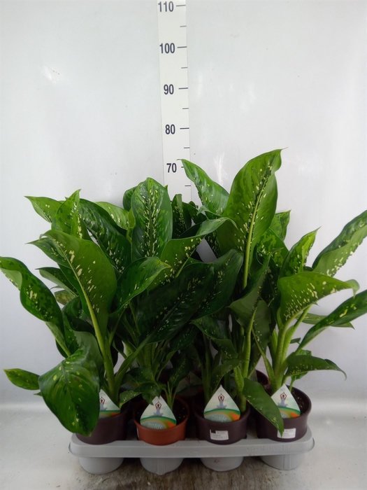 <h4>Dieffenbachia</h4>