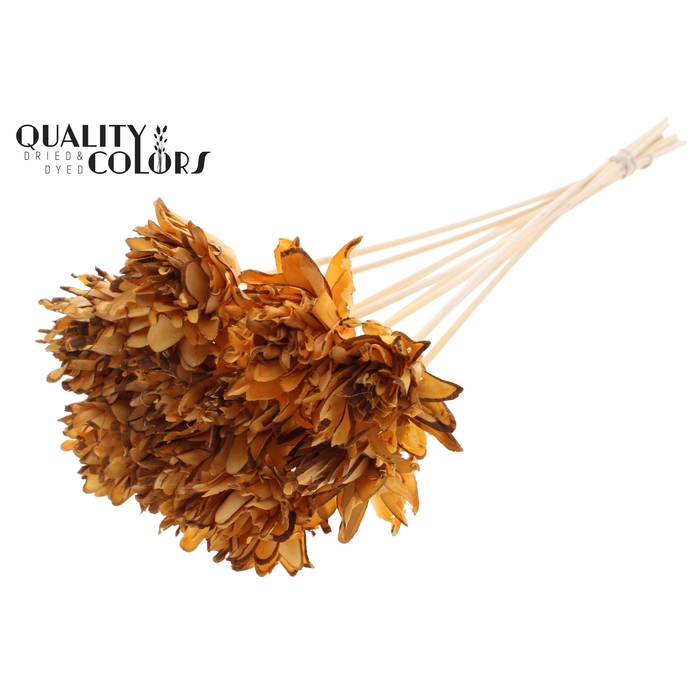 <h4>Shola Slice Pine 6cm on stem Apricot</h4>