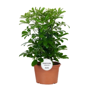 Schefflera Nora Toef