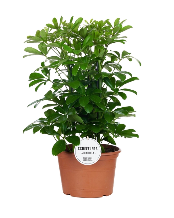 <h4>Schefflera Nora Toef</h4>