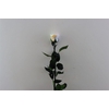Ro Pres Stem 50cm Rainbow Pastel