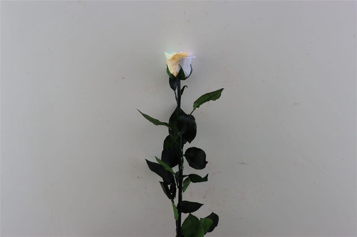 <h4>Ro Pres Stem 50cm Rainbow Pastel</h4>