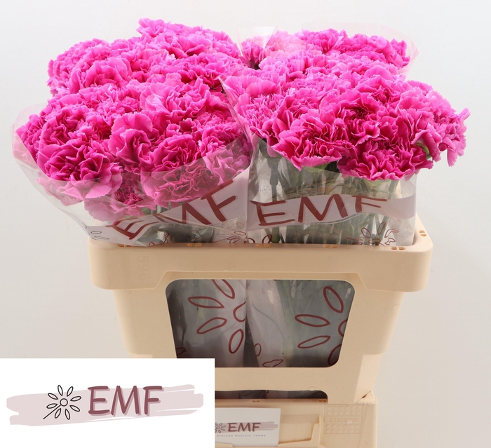 <h4>DI ST FARIDA</h4>