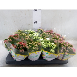 Kalanchoe blos.   ..rosebud mix  5