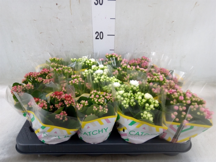 <h4>Kalanchoe blos.   ..rosebud mix  5</h4>