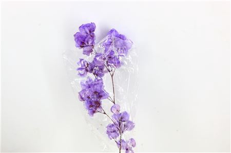 <h4>Dried Bougainvillea 55cm Dark Lavendel Bunch</h4>