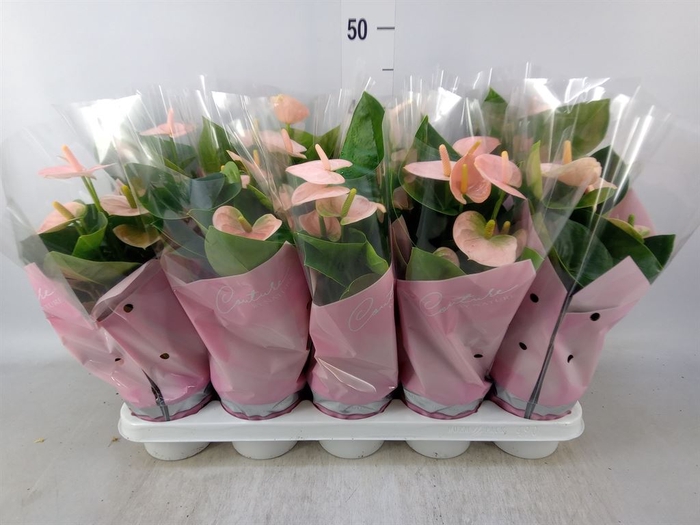 <h4>Anthurium andr. 'Spirit'</h4>
