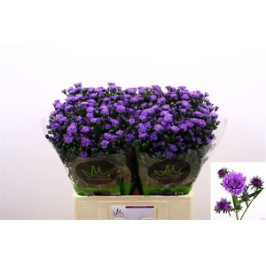 Aster Astee Dark Milka
