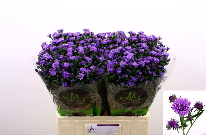 <h4>Aster Astee Dark Milka</h4>