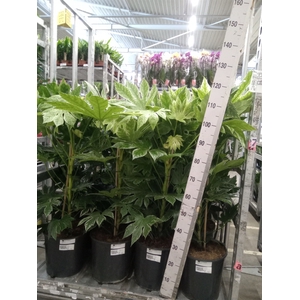 Fatsia japonica 'Variegata'
