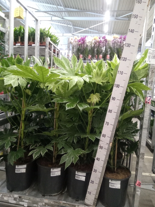 <h4>Fatsia japonica 'Variegata'</h4>