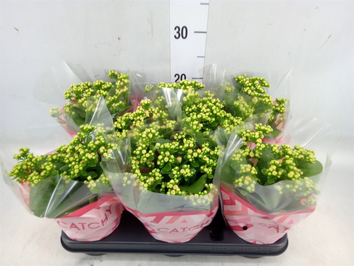 <h4>Kalanchoe blos. 'RosDon Alano'</h4>