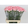 Dianthus St Poirot Bianco