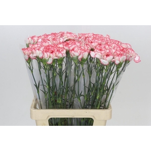 Dianthus St Poirot Bianco