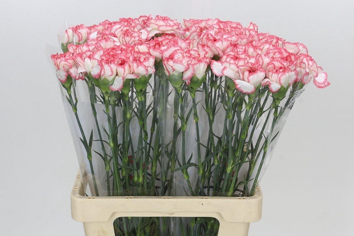 <h4>Dianthus St Poirot Bianco</h4>