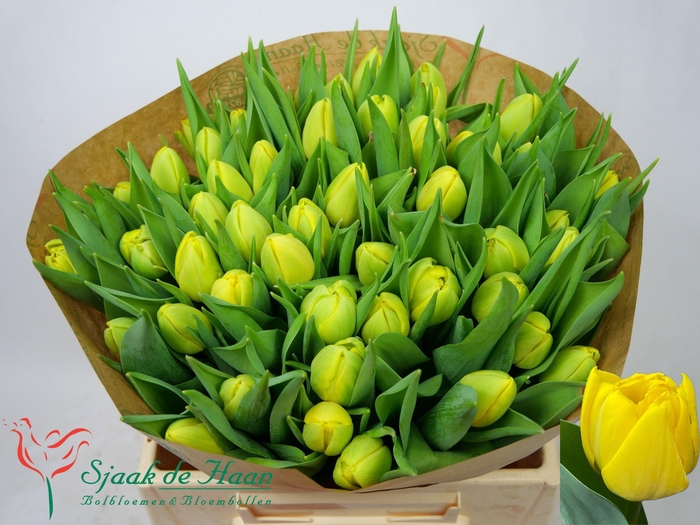 <h4>TU DU DOUBLE TROUBLE</h4>