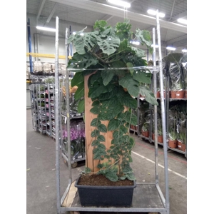 Monstera dubia    ...juveniel