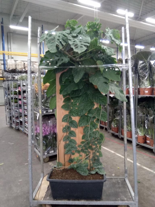 <h4>Monstera dubia    ...juveniel</h4>