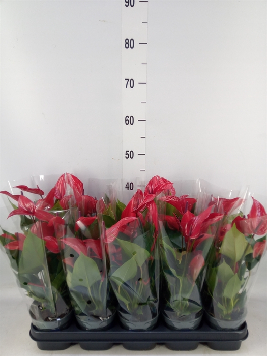 <h4>Anthurium  'Banderola Lava'</h4>
