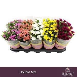 Chrysanthemum Indicum Grp gevuldbloemig gemengd