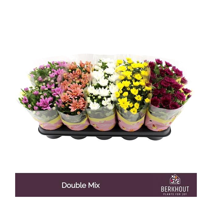 <h4>Chrysant Double mix</h4>