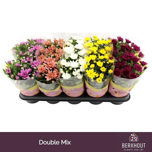 Chrysant Double mix
