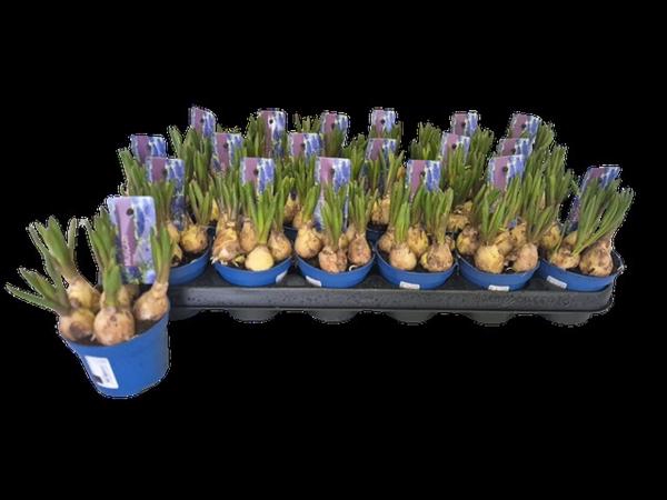 <h4>MUSCAR LINDSAY</h4>