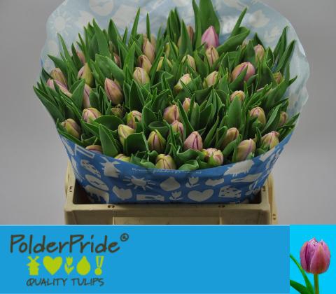 <h4>TU DU KATINKA</h4>