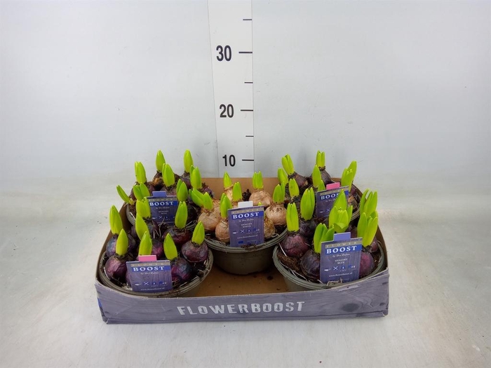 <h4>Bolbloemen   ...mix</h4>