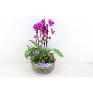 arr2 PL - Bose XL touw phal. lila