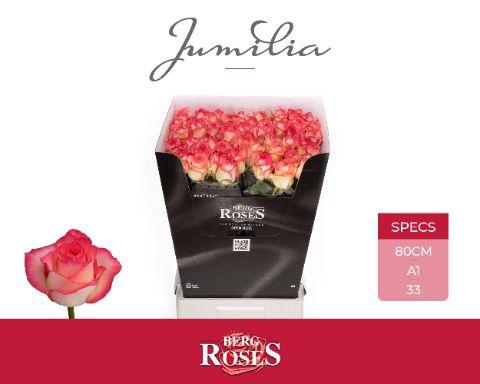 <h4>R GR JUMILIA</h4>