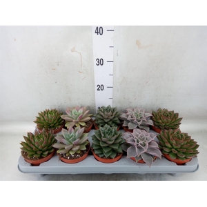 Echeveria ...mix