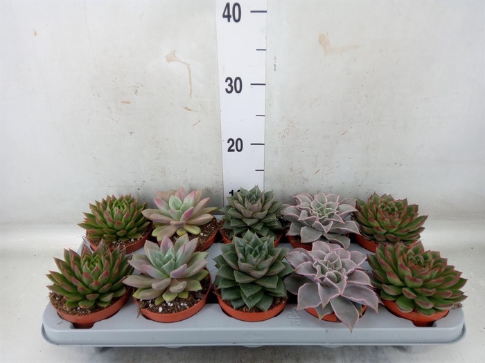 <h4>Echeveria   ...mix</h4>