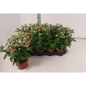 FUCHSIA W JUBELTEEN