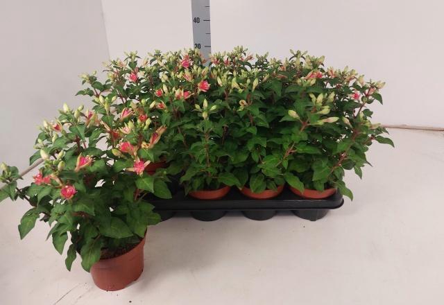<h4>FUCHSIA W JUBELTEEN</h4>