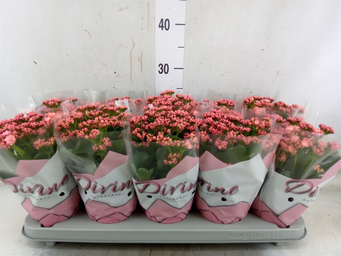 <h4>Kalanchoe blos. 'Perfecta Pink'</h4>