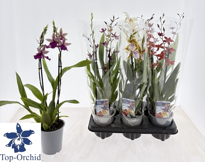 <h4>CAMBRIA GRP GEM</h4>