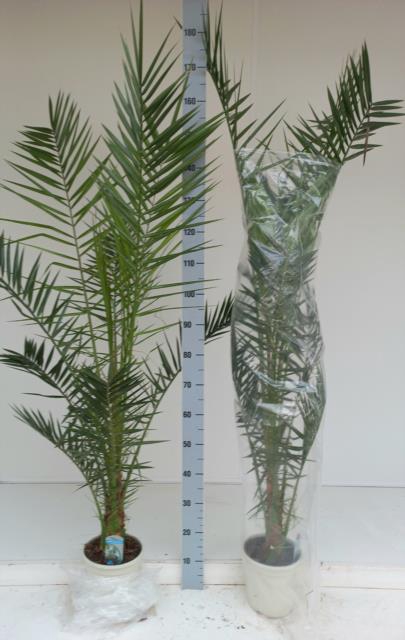 <h4>PHOENIX CANARIENSIS</h4>