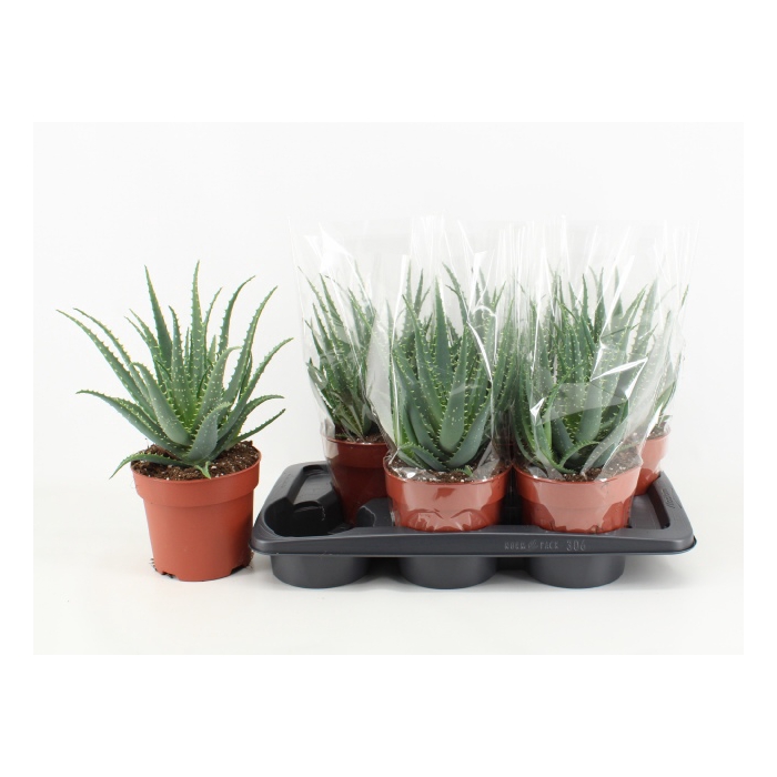 <h4>Aloe Arborescens (Cites) 17Ø 35cm</h4>