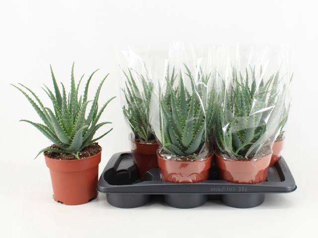 <h4>ALOE ARBORESCENS</h4>