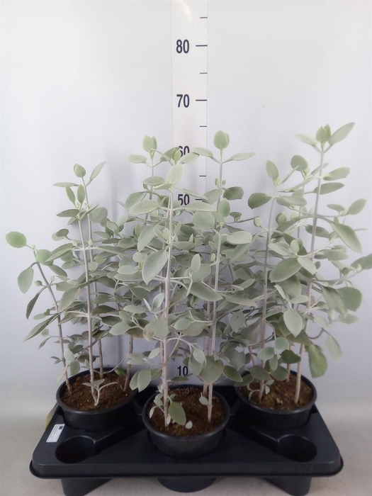 <h4>Kalanchoe NF   ...</h4>