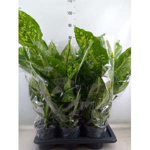 Dieffenbachia  'Spotty'