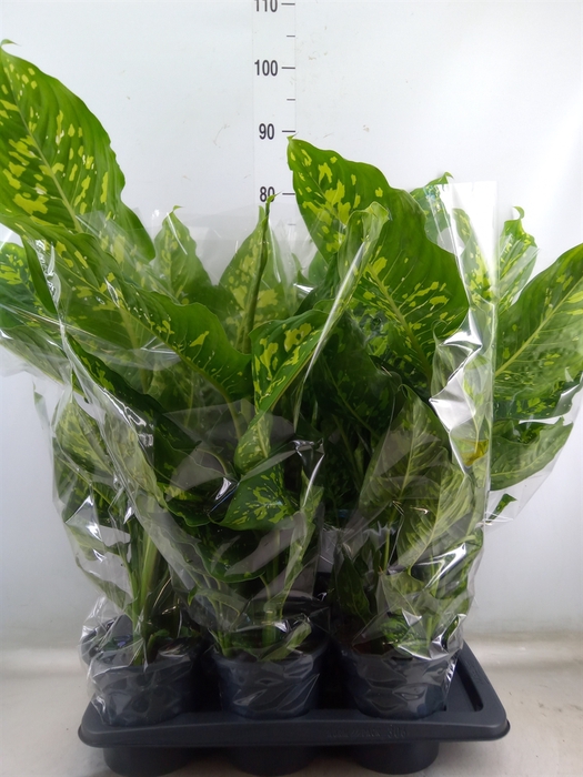 <h4>Dieffenbachia  'Spotty'</h4>