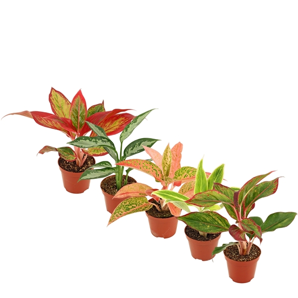 <h4>Aglaonema mix 9 cm</h4>