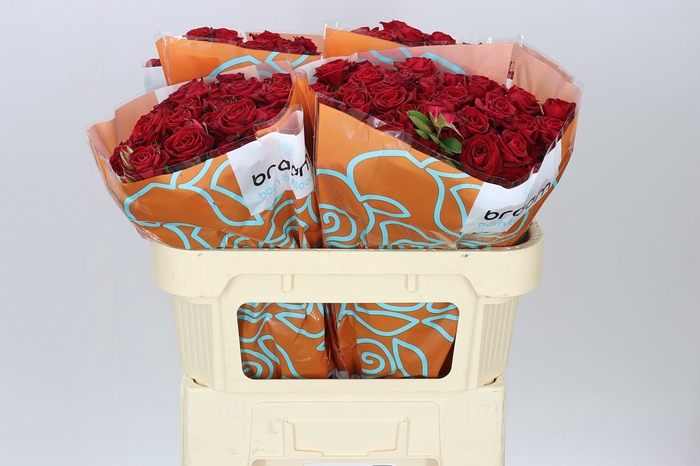 <h4>Rosa Tr Dominica</h4>