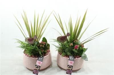 <h4>6326 ROZE KER DRAC.</h4>