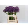 Allium Jackpot