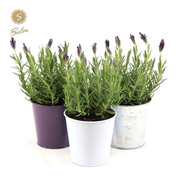 <h4>Lavandula st. 'Anouk'® Collection P10,5 in Zinc Mix</h4>