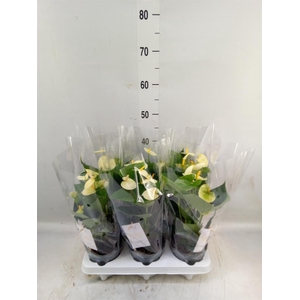 Anthurium andr. 'Vanilla'