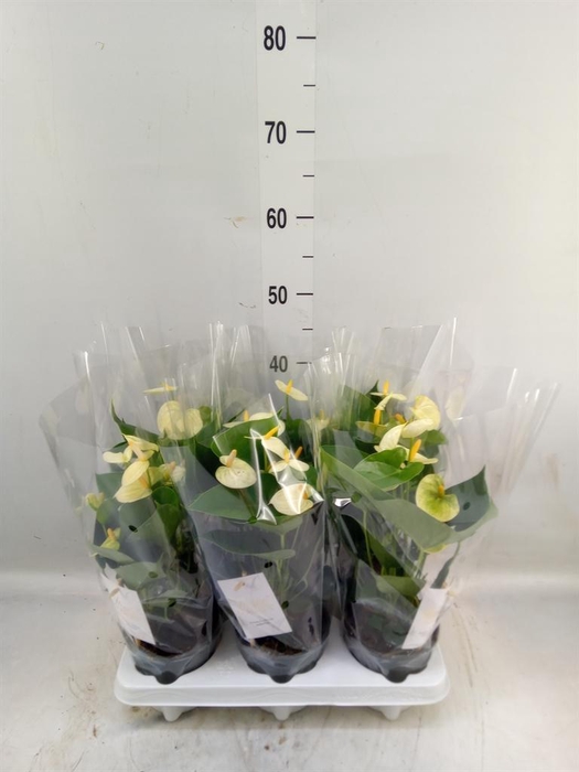 <h4>Anthurium andr. 'Vanilla'</h4>